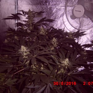 White Widow