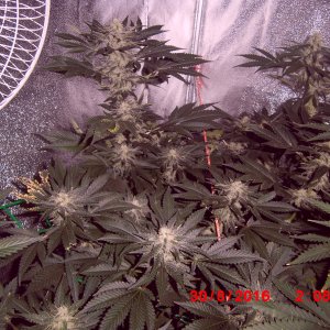 White Widow