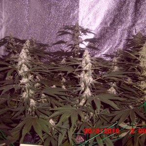 Amnesia haze