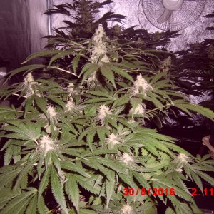 Puta madre kush