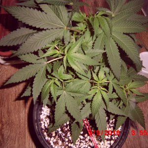 Pineapple chunk