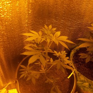 100 5203    	Critical+ х Ruderalis х Original Cheese