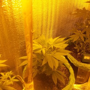 100 5204    AK Feminised - Ganja Seeds AK Feminised -  AK с генетикой AK47  Тип Sativa.
