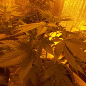 100 5205   АК-47  Colombia x Mexico x Thailand x Afghanistan   Sativa / Indica