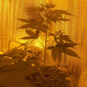 100 5206  Auto Somango Feminised  Super Skunk x Big Skunk Korean x Jack Herer  Indica