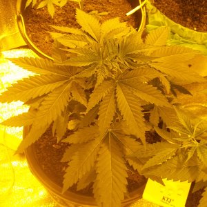 100 5208  Galaxy Feminised  Afghani x Northern Lights Sativa / Indica