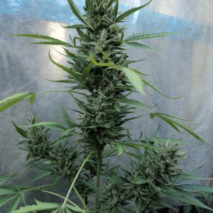 Amnesia auto