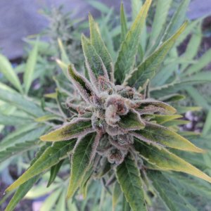 Amnesia auto