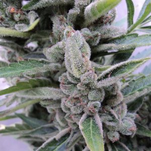 Amnesia Auto