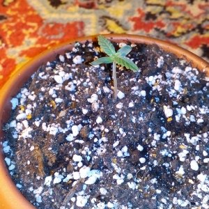 Auto Northen Lights