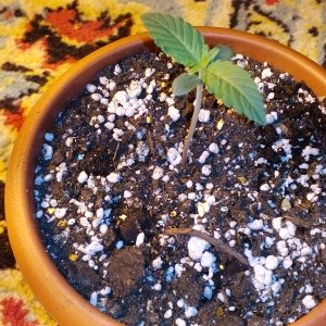 Auto Blue Mistic