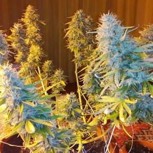 Auto Big Bang