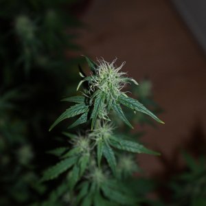 DSC00762