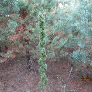 IMG 0742