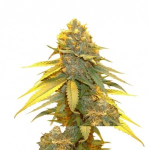 Auto Blueberry