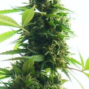 Jack Herer