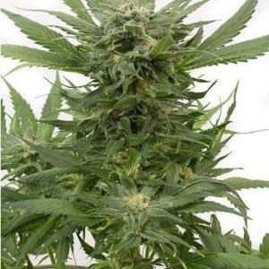 Auto Sour Diesel