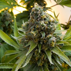Laughing Buddha (8)