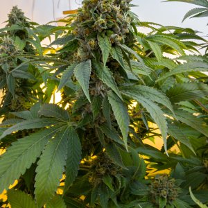 OG#18 (5)
