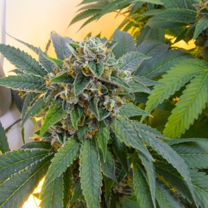 OG#18 (3)