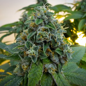 OG#18 (4)