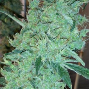 Amnesia1