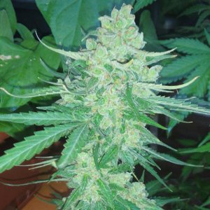 Auto Whiteberry