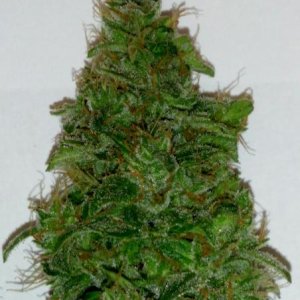 Hibrid auto