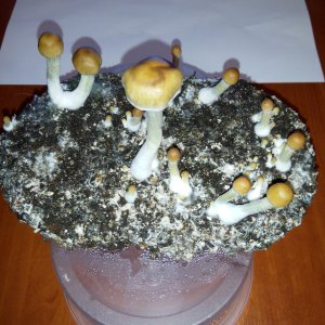 PHOTO 20160816 212607