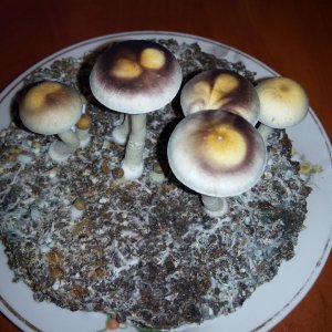 PHOTO 20160816 212923