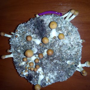 PHOTO 20160819 161619