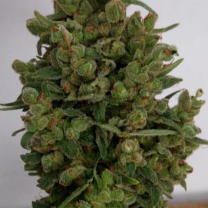Whiteberry