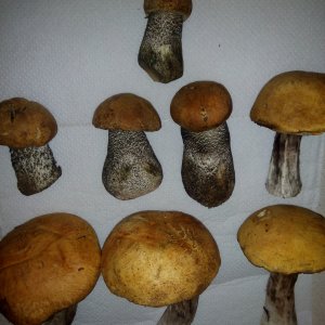 Подосиновики лесные