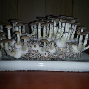Грибы Pink Buffalo Источник: http://ganjalive.org/index.php?app=gallery&module=images§ion=review&do=process © GanjaLive.org