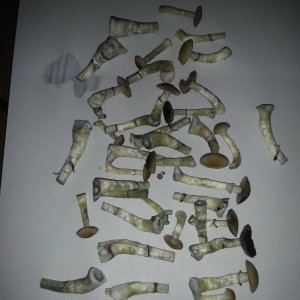 Грибы Pink Buffalo Источник: http://ganjalive.org/index.php?app=gallery&module=images§ion=review&do=process © GanjaLive.org