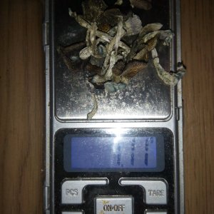 Грибы Pink Buffalo Источник: http://ganjalive.org/index.php?app=gallery&module=images§ion=review&do=process © GanjaLive.org