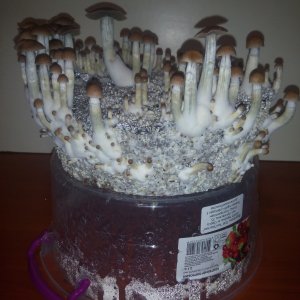 Грибы Pink Buffalo Источник: http://ganjalive.org/index.php?app=gallery&module=images§ion=review&do=process © GanjaLive.org