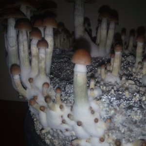 Грибы Pink Buffalo Источник: http://ganjalive.org/index.php?app=gallery&module=images§ion=review&do=process © GanjaLive.org