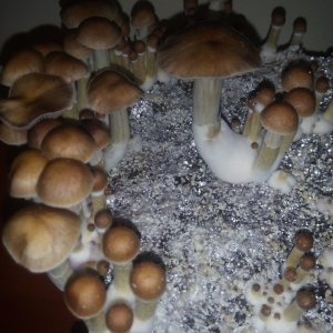 Грибы Pink Buffalo Источник: http://ganjalive.org/index.php?app=gallery&module=images§ion=review&do=process © GanjaLive.org