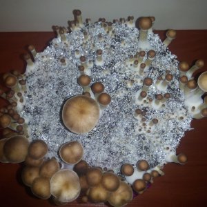 Грибы Pink Buffalo Источник: http://ganjalive.org/index.php?app=gallery&module=images§ion=review&do=process © GanjaLive.org