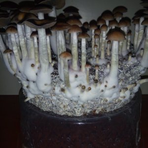 Грибы Pink Buffalo Источник: http://ganjalive.org/index.php?app=gallery&module=images§ion=review&do=process © GanjaLive.org