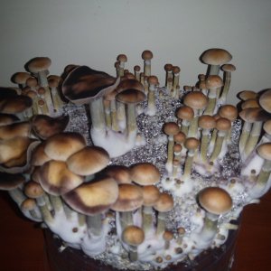 Грибы Pink Buffalo Источник: http://ganjalive.org/index.php?app=gallery&module=images§ion=review&do=process © GanjaLive.org