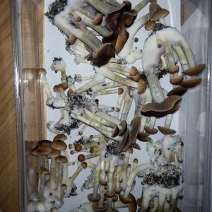 Грибы Pink Buffalo Источник: http://ganjalive.org/index.php?app=gallery&module=images§ion=review&do=process © GanjaLive.org