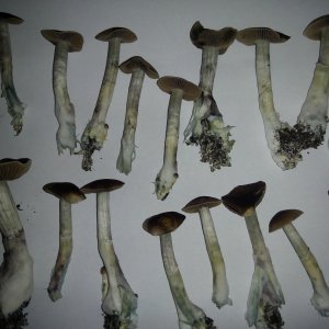 Грибы Pink Buffalo Источник: http://ganjalive.org/index.php?app=gallery&module=images§ion=review&do=process © GanjaLive.org