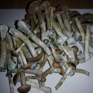 Грибы Pink Buffalo Источник: http://ganjalive.org/index.php?app=gallery&module=images§ion=review&do=process © GanjaLive.org