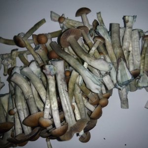 Грибы Pink Buffalo Источник: http://ganjalive.org/index.php?app=gallery&module=images§ion=review&do=process © GanjaLive.org