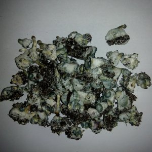 Грибы Pink Buffalo Источник: http://ganjalive.org/index.php?app=gallery&module=images§ion=review&do=process © GanjaLive.org