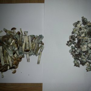 Грибы Pink Buffalo Источник: http://ganjalive.org/index.php?app=gallery&module=images§ion=review&do=process © GanjaLive.org