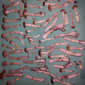 Грибы Pink Buffalo Источник: http://ganjalive.org/index.php?app=gallery&module=images§ion=review&do=process © GanjaLive.org