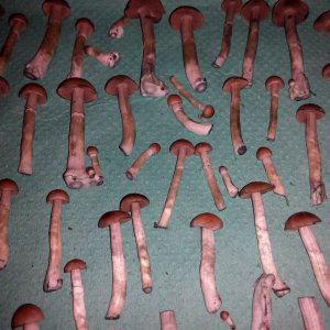 Грибы Pink Buffalo Источник: http://ganjalive.org/index.php?app=gallery&module=images§ion=review&do=process © GanjaLive.org